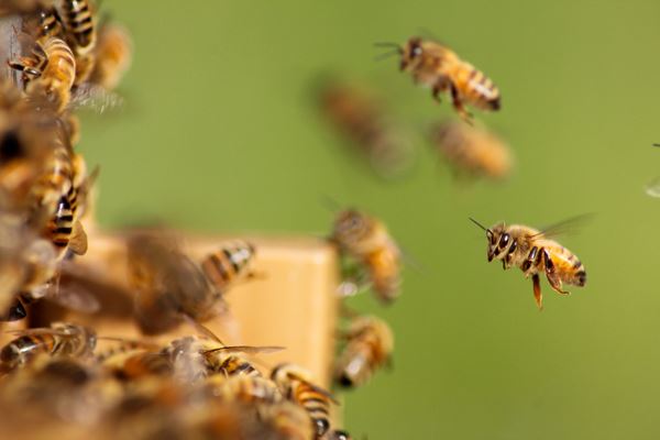 Superhjältar - om insekter och hållbarhet