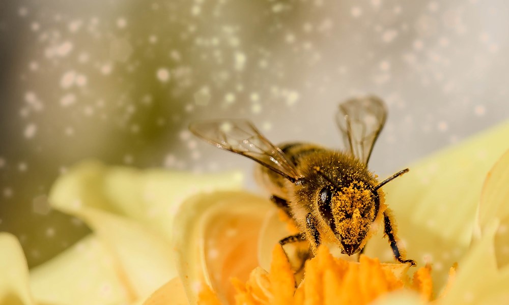 Bee 1726659 1920