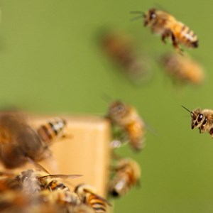 Insekter